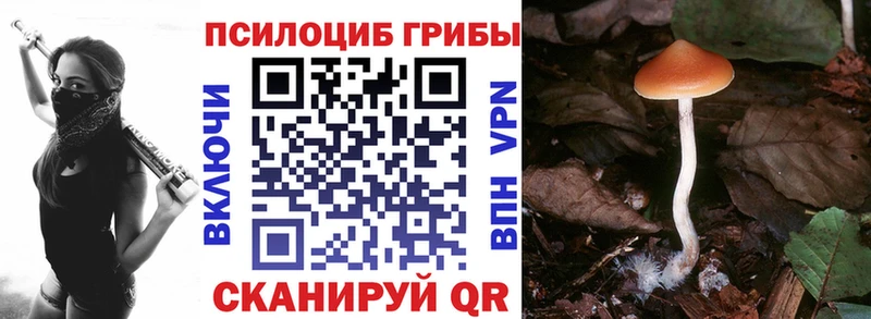 Галлюциногенные грибы Psilocybe  продажа наркотиков  Горно-Алтайск 