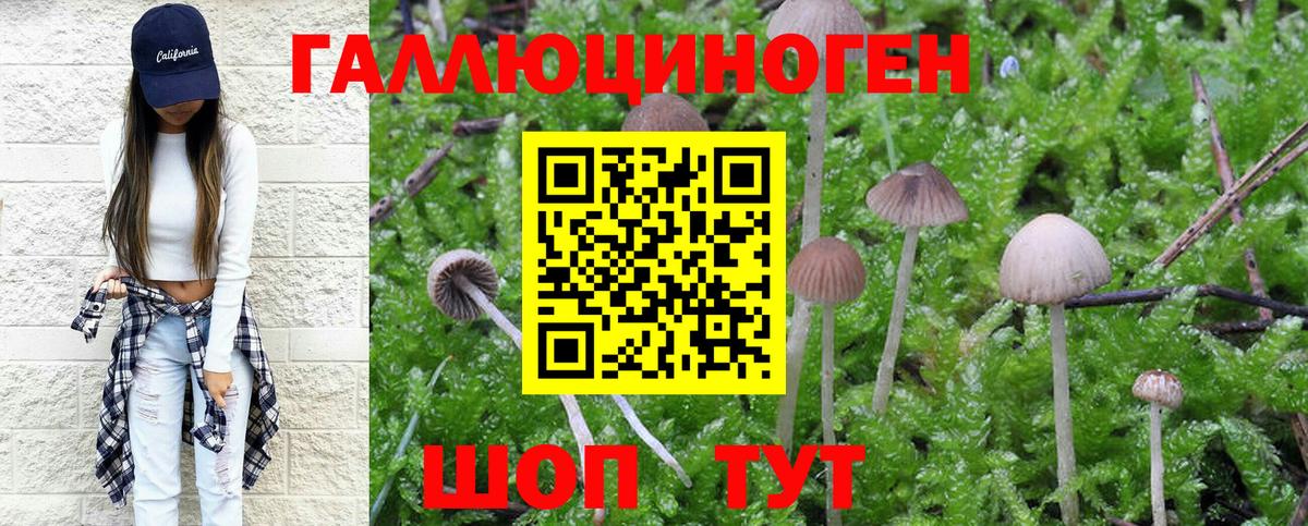 Галлюциногенные грибы мухоморы Горно-Алтайск